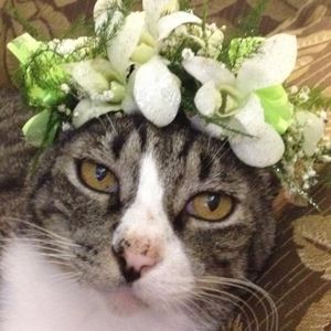 Meet your Posher, Amyq